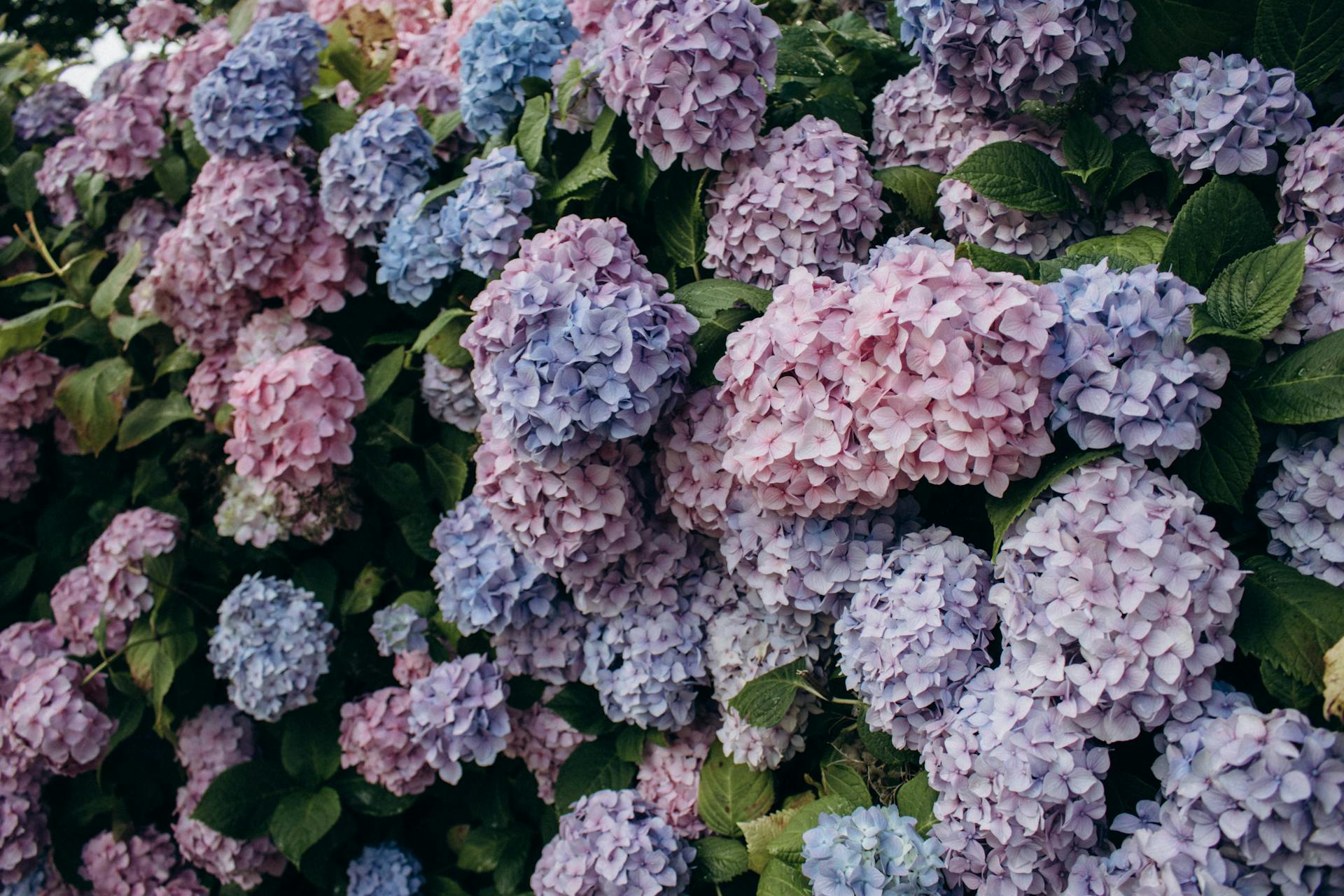 Amazon.com : Leaves and Soul Hydrangea Professional Liquid